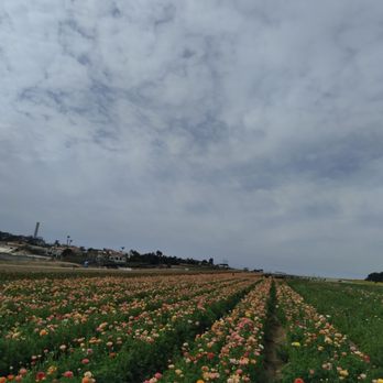 The Flower Fields - Venues & Event Spaces Near Me - Carlsbad, California The Flower Fields - Venues & Event Spaces Near Me - Carlsbad, California