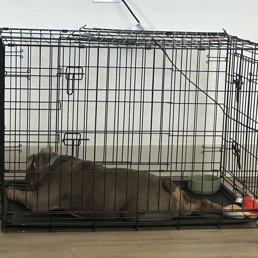 Relaxing in his crate