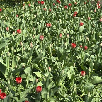 Sherwood Gardens - Parks Near Me - Baltimore, Maryland