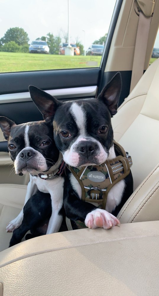 DREAM PET KENNELS Updated September 2024 12 Reviews Starr, South