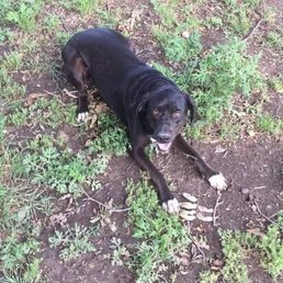 My dog My dog