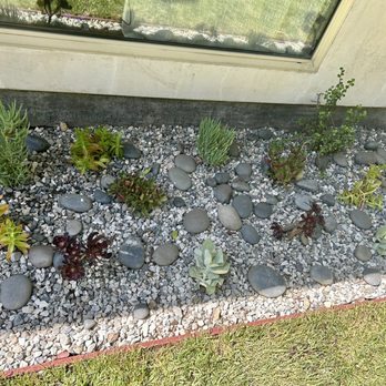 Amado Landscaping - One part of a gravel border with gorgeous succulents - Landscaping Near Me - Hawthorne, California