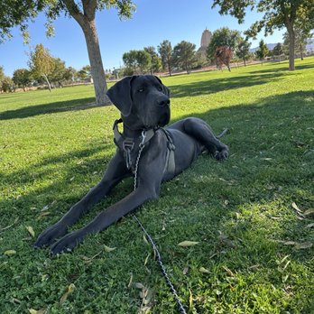 Forrest E Hull Park - Moss - Dog Parks Near Me - Lancaster, California Forrest E Hull Park - Moss - Dog Parks Near Me - Lancaster, California