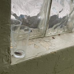Dead roach in pint glass