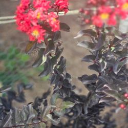 Preece Farms Plant Nursery