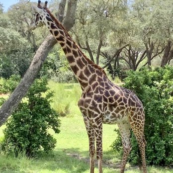 State of Florida - 04.30.22 Wild Africa Trek at Disney's Animal Kingdom... giraffe is real [7/15/19] - Local Flavor Near Me - Century, Florida