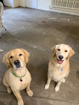 MARY’S DOG GROOMING STUDIO - 19 Photos - Pet Groomers - Morristown, NJ - Phone Number - Yelp