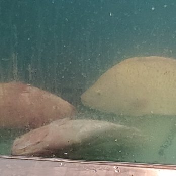 Uwajimaya - One live fish, two dead - International Grocery Near Me - Seattle, Washington Uwajimaya - One live fish, two dead - International Grocery Near Me - Seattle, Washington