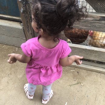 Tilden Regional Park Little Farm - Looking at the chickens ! - Parks Near Me - Berkeley, California Tilden Regional Park Little Farm - Looking at the chickens ! - Parks Near Me - Berkeley, California