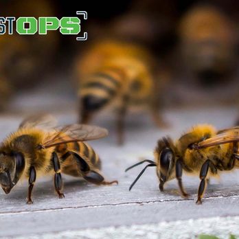 Pest Ops Pest Control - Pest Control Near Me - Knoxville, Tennessee
