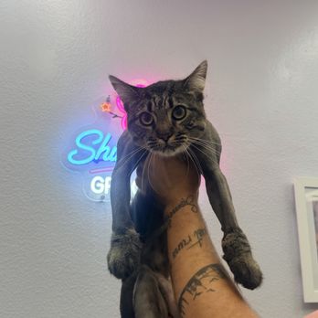 Shiny Paws - Pet Groomers Near Me - Gardena, California Shiny Paws - Pet Groomers Near Me - Gardena, California
