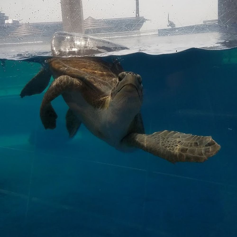 Texas State Aquarium - Aquariums Near Me - Corpus Christi, Texas Texas State Aquarium - Aquariums Near Me - Corpus Christi, Texas