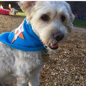 yale street dog house