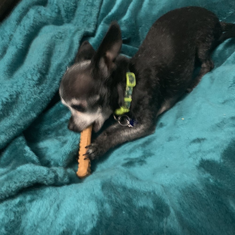 Uptown Pets - Tiny 2lb girl that loves big treats! - Pet Stores Near Me - Yucaipa, California Uptown Pets - Tiny 2lb girl that loves big treats! - Pet Stores Near Me - Yucaipa, California