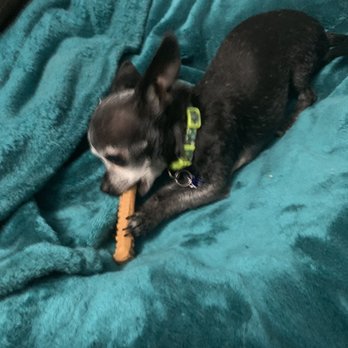 Uptown Pets - Tiny 2lb girl that loves big treats! - Pet Stores Near Me - Yucaipa, California Uptown Pets - Tiny 2lb girl that loves big treats! - Pet Stores Near Me - Yucaipa, California
