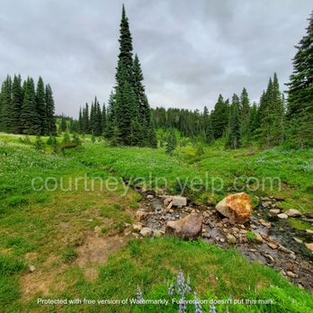 Mount Rainier National Park - Nisqually Trail - Parks Near Me - Ashford, Washington Mount Rainier National Park - Nisqually Trail - Parks Near Me - Ashford, Washington