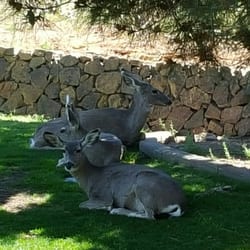 MountainView Country Club - Deer resting out back after Easter Brunch Buffet.