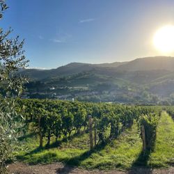 Terre di Baccio - Vineyard