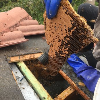 Brian Moore Bee Removal - Pest Control Near Me Brian Moore Bee Removal - Pest Control Near Me