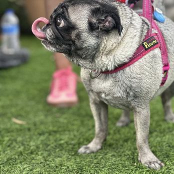 Dog Bar - Bars Near Me - Sarasota, Florida