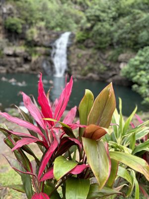 Waimea Valley by null