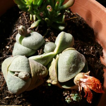 Cosentino's Nursery - #SplitRockSucculent #RareFind to find a split rock this large(3+ yrs Old) Thank you soo much Phil. My wife was very pleased and surprised. - Nurseries & Gardening Near Me - Malibu, California Cosentino's Nursery - #SplitRockSucculent #RareFind to find a split rock this large(3+ yrs Old) Thank you soo much Phil. My wife was very pleased and surprised. - Nurseries & Gardening Near Me - Malibu, California