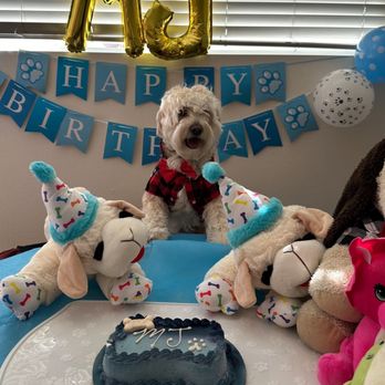 The Original Paw Pleasers - Doggie Birthday Cake - Pet Stores Near Me - San Diego, California The Original Paw Pleasers - Doggie Birthday Cake - Pet Stores Near Me - San Diego, California