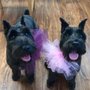 Photo of Divine Dogs