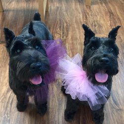 Divine Dogs