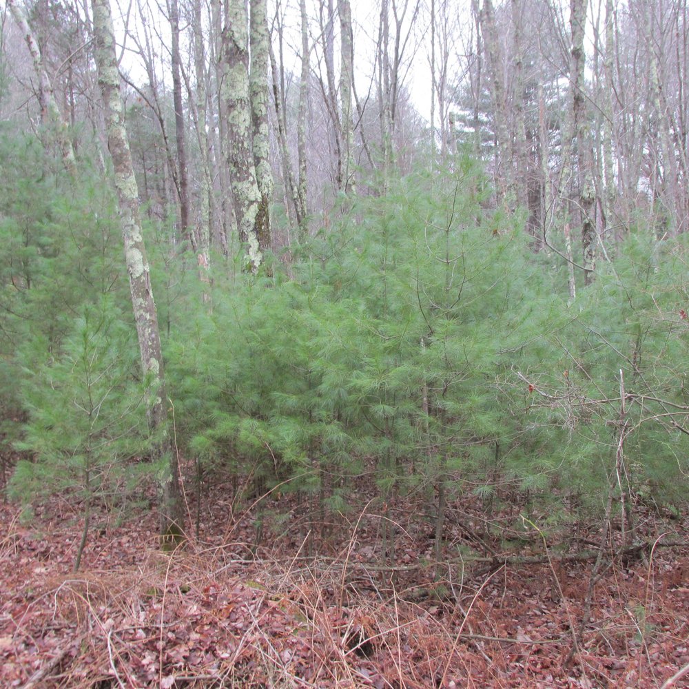 Steere Hill Trail - Lots of different trees - Hiking Near Me - Glocester, Rhode Island