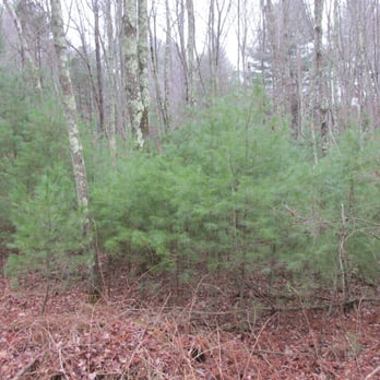 Steere Hill Trail - Lots of different trees - Hiking Near Me - Glocester, Rhode Island
