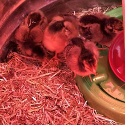Farm Supply Company - "Blue Laced Red Wyandotte" chicks are now available