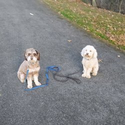 Trained Wright K9 - There is nothing like obedient pets that are eager and happy to train!