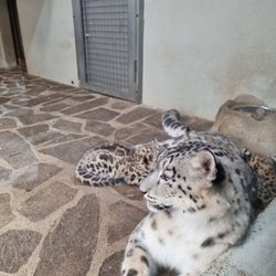Zoo de Servion