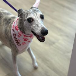 Woof Gang Bakery & Grooming
