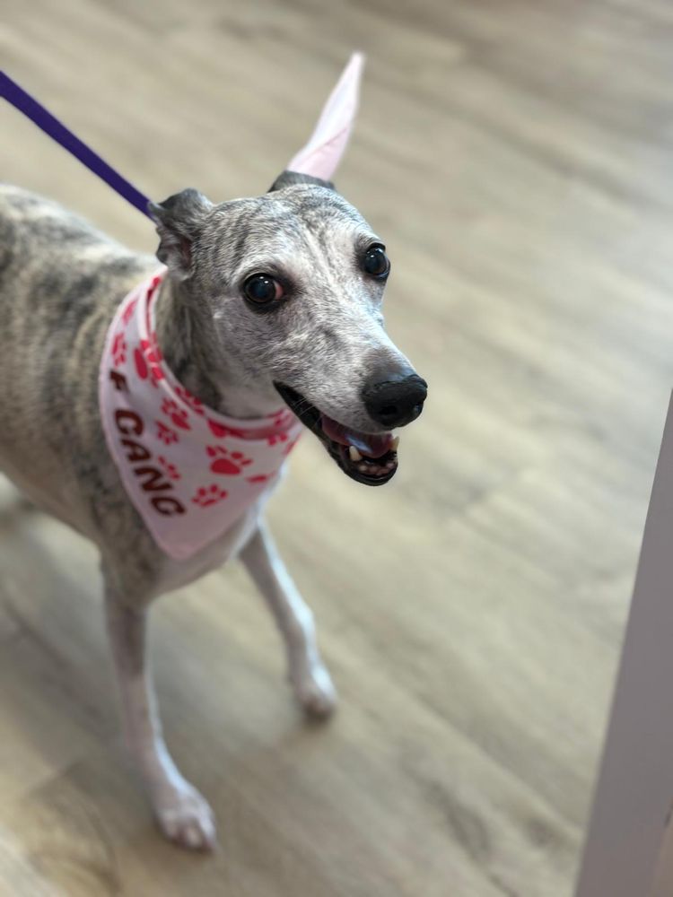 Woof Gang Bakery & Grooming Image