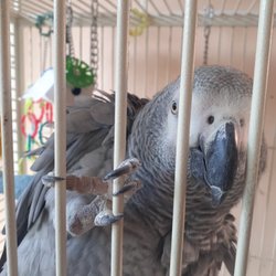 Home But Not Alone Pet Care - Zoe