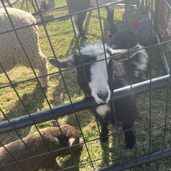Itty Bitty Mobile Petting Zoo - Petting zoo - Petting Zoos Near Me Itty Bitty Mobile Petting Zoo - Petting zoo - Petting Zoos Near Me