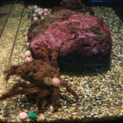 Decorator Crab-selects pieces from its habitat and fastens them to its shell (it took the cotton balls to decorate itself)