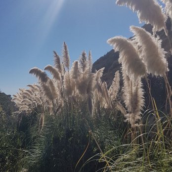 La Jolla Trail - I don't know what these are but it look like grass but they were just so beautiful. Might want to wear some long sleeves through this. - Hiking Near Me - La Jolla, California La Jolla Trail - I don't know what these are but it look like grass but they were just so beautiful. Might want to wear some long sleeves through this. - Hiking Near Me - La Jolla, California