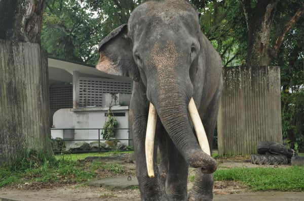 Zoo Negara Malaysia by null