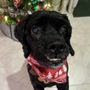 Photo of Pet Grooming By Raina