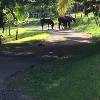 Hix Island House - Spanish horses grazing the land, they don't bother anyone they just do their own thing :) - Guest Houses Near Me - Vieques, Puerto Rico Hix Island House - Spanish horses grazing the land, they don't bother anyone they just do their own thing :) - Guest Houses Near Me - Vieques, Puerto Rico