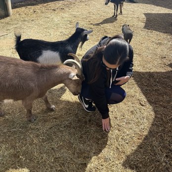 SoCalMiniPigs - Pet Breeders Near Me - Valley Center, California SoCalMiniPigs - Pet Breeders Near Me - Valley Center, California