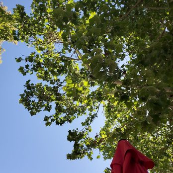 Rockslide Brew Pub - American sycamore tree adds shade to patio - Brewpubs Near Me - Grand Junction, Colorado
