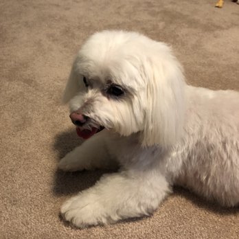 Dapper Dog Grooming Co. - Pet Groomers Near Me - Franklin, Tennessee