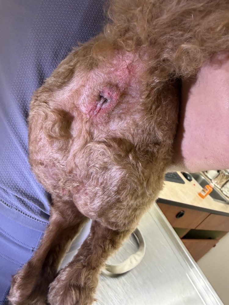 The Zoo Pet Nutrition & Spa Image