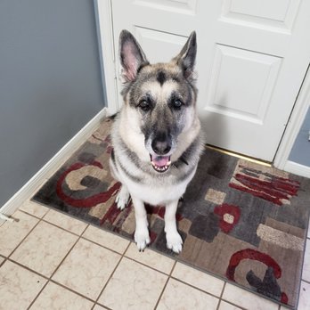 Bark & Mane of Katy and Cypress - The amazing job they did on our dog. - Pet Groomers Near Me