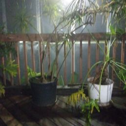 This is upstairs platform above pool. Facing East. This is upstairs platform above pool. Facing East.
