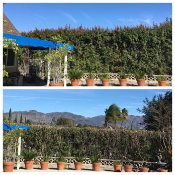 Aper's Tree Service - Before and After of job #1 - Tree Services Near Me - Sunland, California